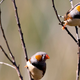 A pair of zebra finches. Credit: Jim Bendon